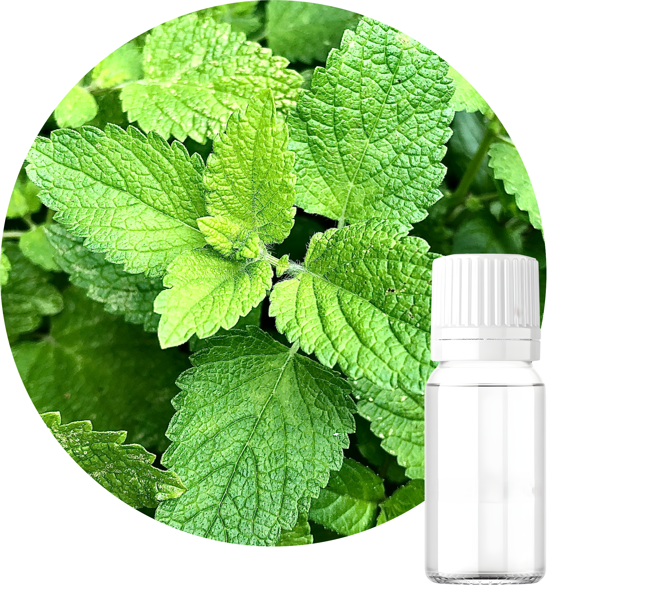 Neo Menthol