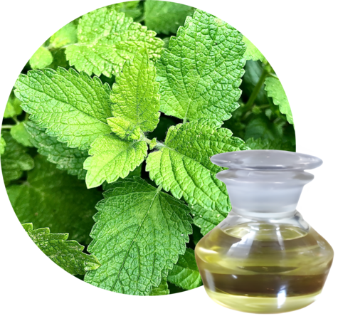 Peppermint Oil Without Terpene
