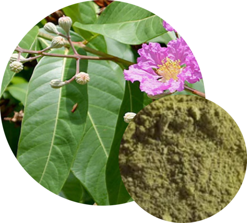 Banaba Leaf