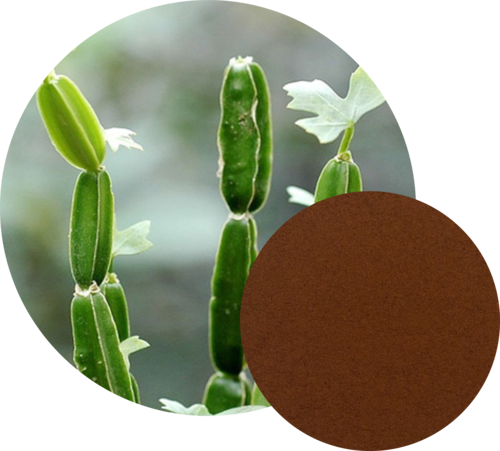 Cissus Quadrangularis (Hadjod)