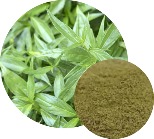 Andrographis paniculata Extract
