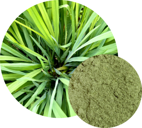 Cymbopogon Citratus (Lemongrass)