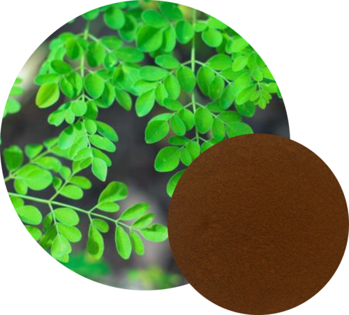 Moringa Oleifera (Moringa)