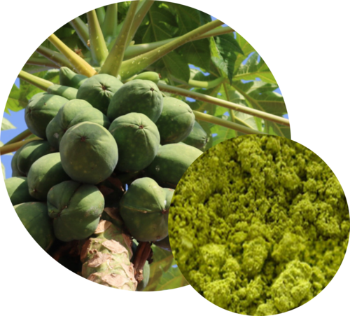 Carica Papaya (Papaya)