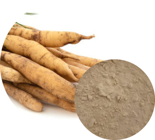 Shatavari Extract