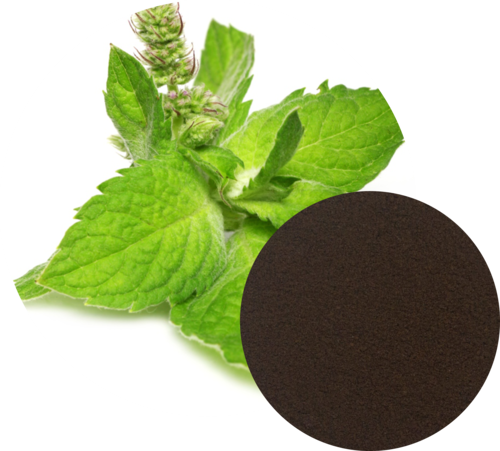 Ocimum Sanctum (Tulsi)