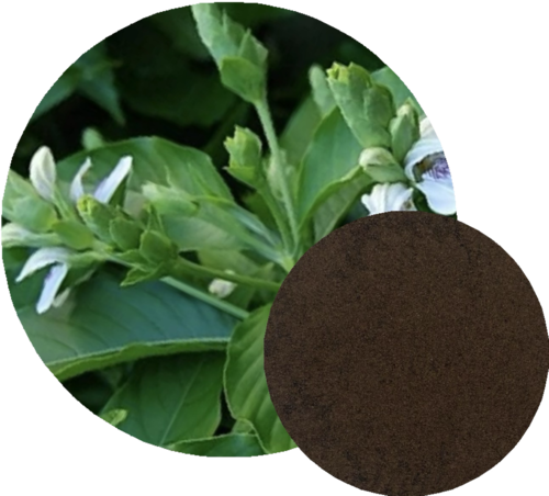 Vasaka Extract