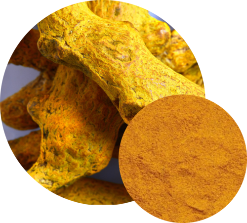 Curcuma Longa